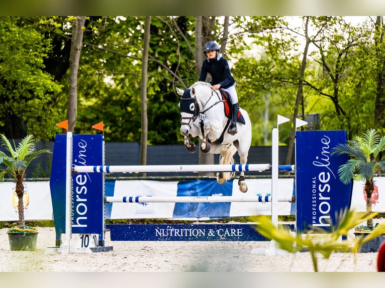 Pools warmbloed Merrie 8 Jaar 169 cm Schimmel in Łazy