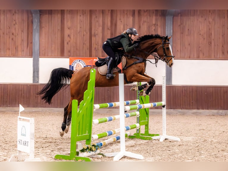 Pools warmbloed Merrie 8 Jaar 172 cm Bruin in Facimiech