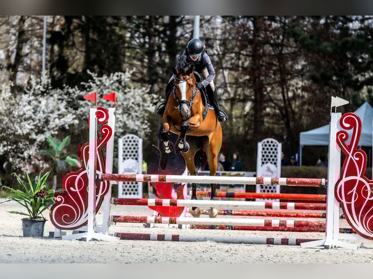 Pools warmbloed Merrie 8 Jaar 172 cm Bruin in Facimiech