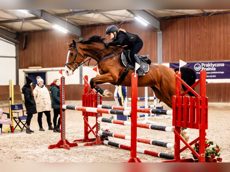 Pools warmbloed Merrie 8 Jaar 172 cm Bruin in Facimiech
