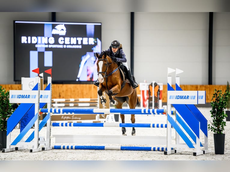 Pools warmbloed Merrie 8 Jaar 172 cm Bruin in Facimiech
