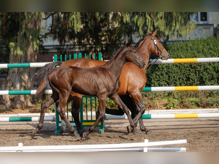 Pools warmbloed Merrie  150 cm Donkerbruin in Margonin