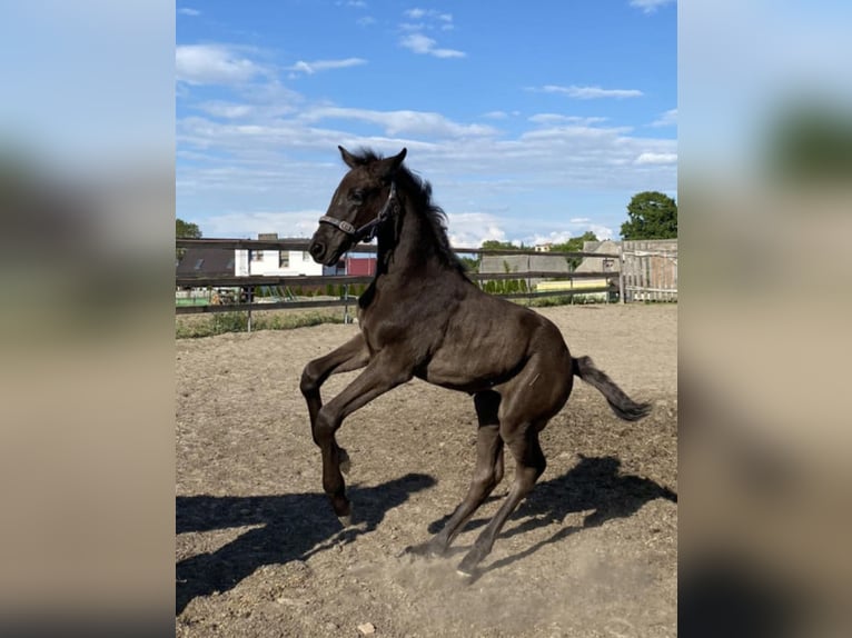 Pools warmbloed Merrie  150 cm Donkerbruin in Margonin