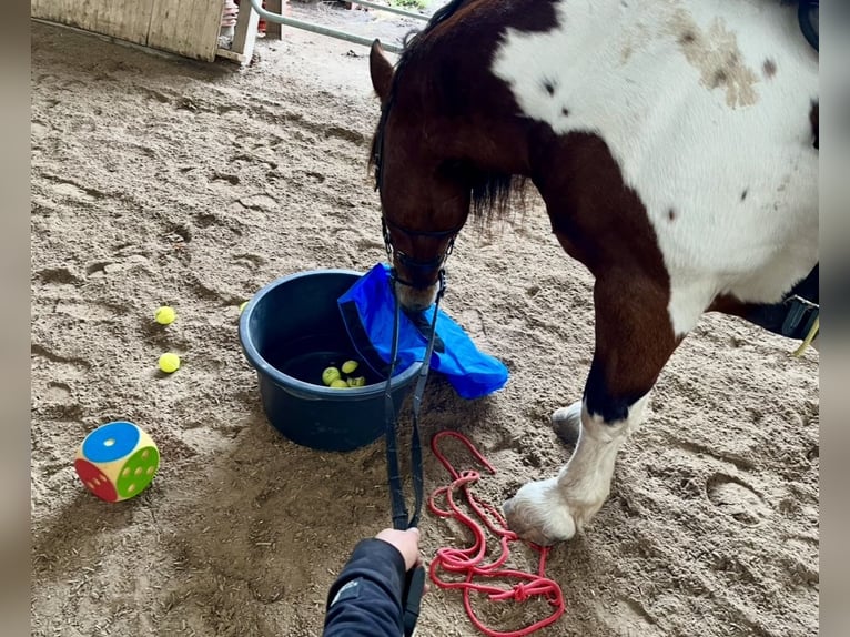 Pools warmbloed Ruin 11 Jaar 161 cm Gevlekt-paard in Padenstedt