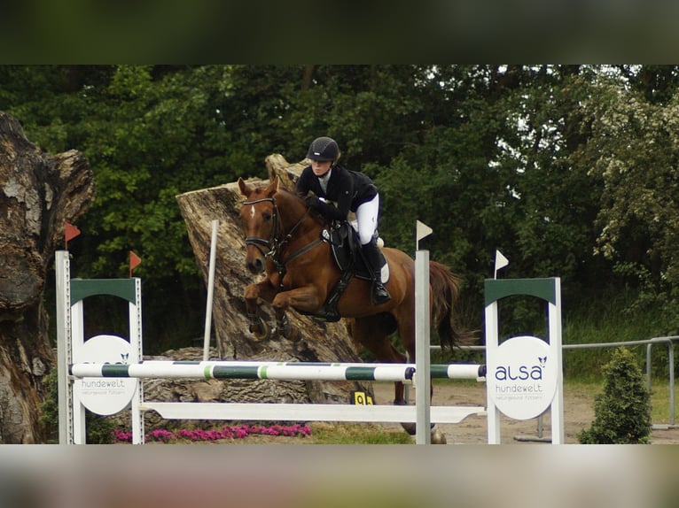 Pools warmbloed Ruin 12 Jaar 164 cm Vos in Rastede