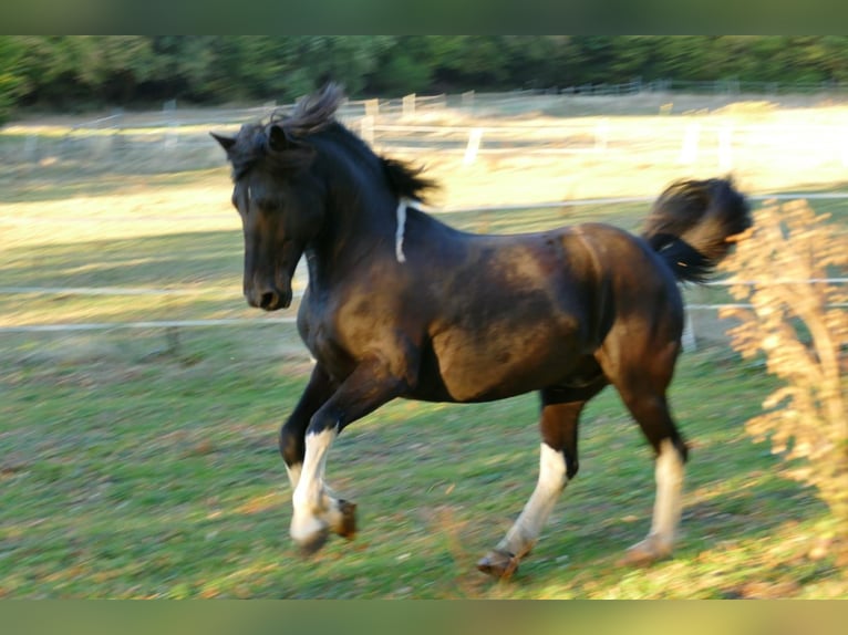 Pools warmbloed Ruin 13 Jaar 152 cm Gevlekt-paard in Alfter