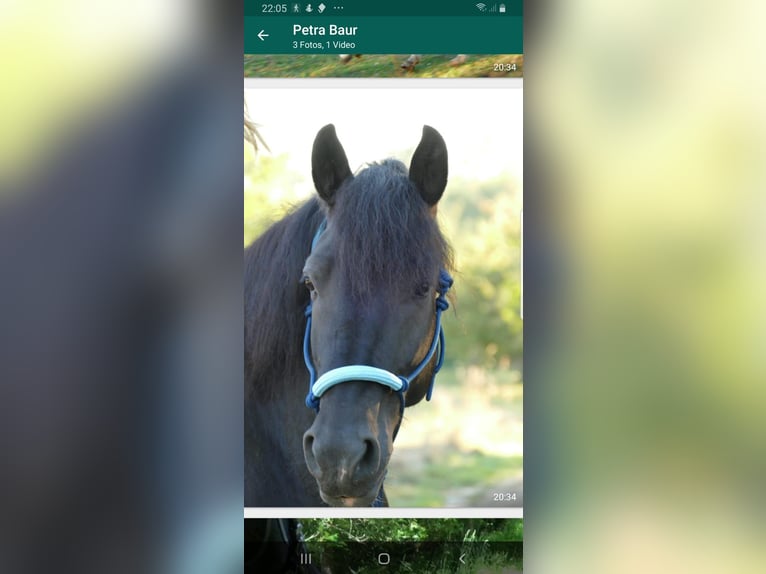 Pools warmbloed Ruin 13 Jaar 152 cm Gevlekt-paard in Alfter