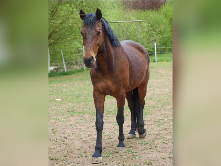 Pools warmbloed Ruin 15 Jaar 165 cm Bruin in Gars am Inn