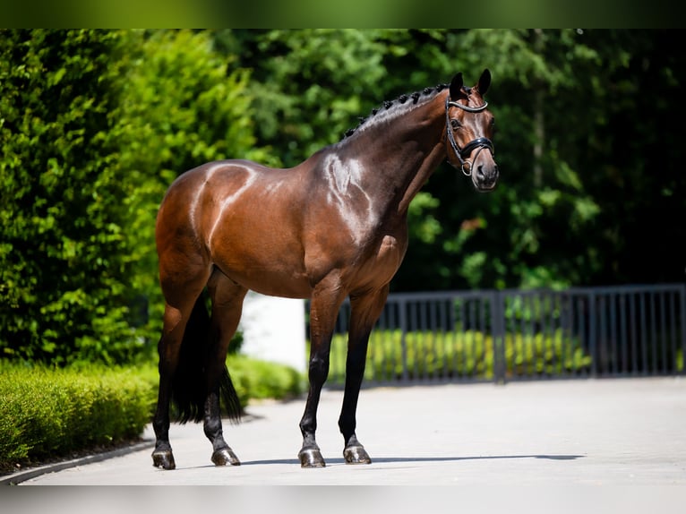 Pools warmbloed Ruin 15 Jaar 174 cm Donkerbruin in Mol