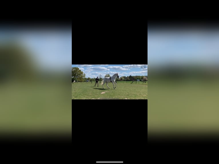 Pools warmbloed Ruin 18 Jaar 167 cm Schimmel in H&#xFC;ttblek
