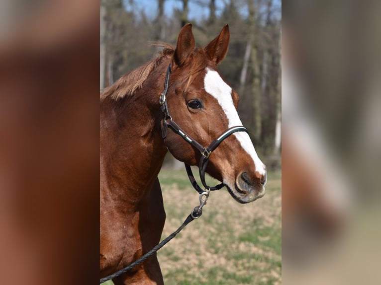 Pools warmbloed Ruin 18 Jaar 170 cm Vos in Obernburg am Main