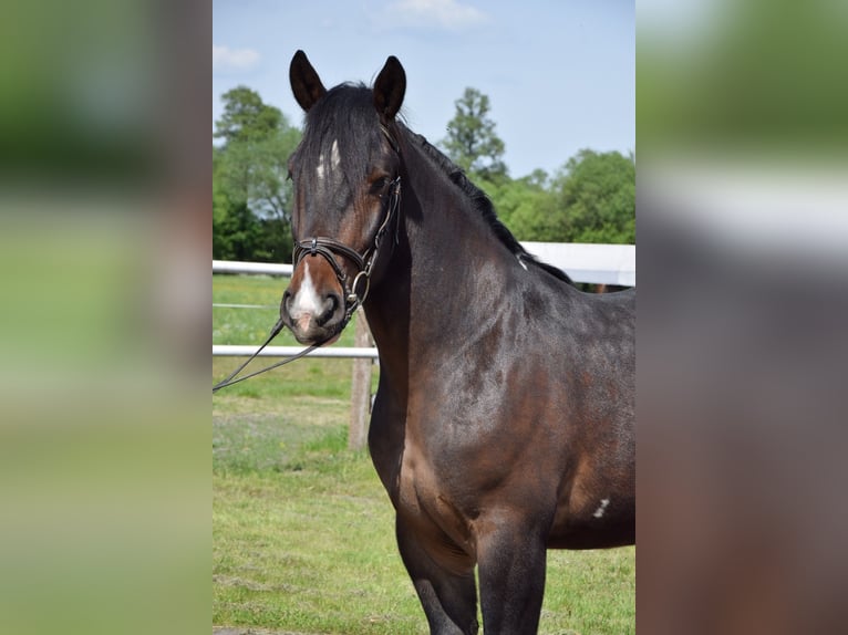 Pools warmbloed Mix Ruin 2 Jaar 165 cm Gevlekt-paard in Chełmno