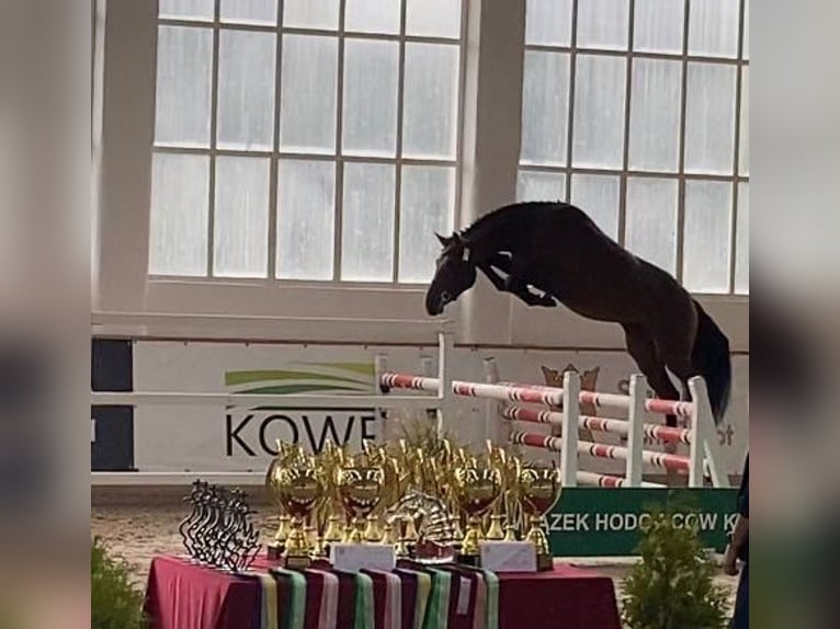 Pools warmbloed Ruin 3 Jaar 160 cm Bruin in Bralin