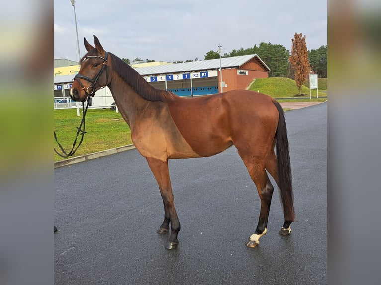 Pools warmbloed Ruin 3 Jaar 162 cm Bruin in Forst