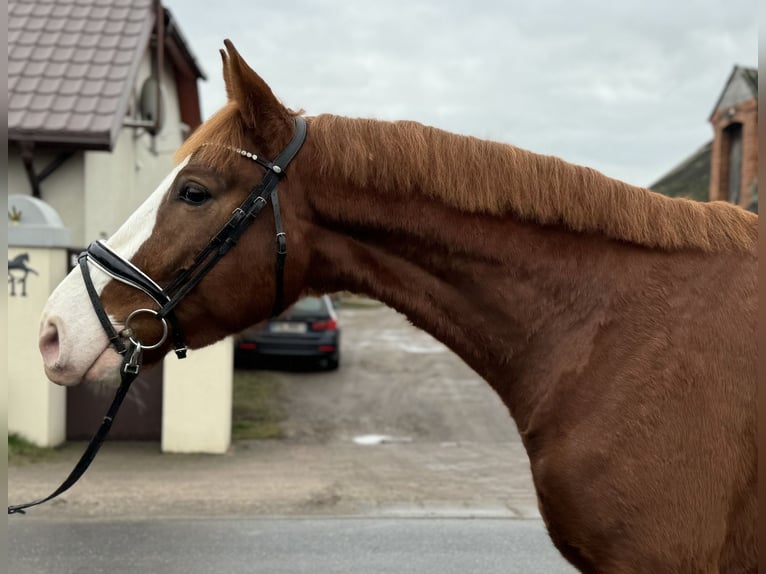 Pools warmbloed Ruin 4 Jaar 172 cm Vos in Strzałkowo