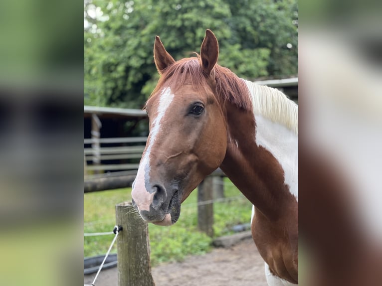 Pools warmbloed Ruin 5 Jaar 155 cm Gevlekt-paard in Düsseldorf