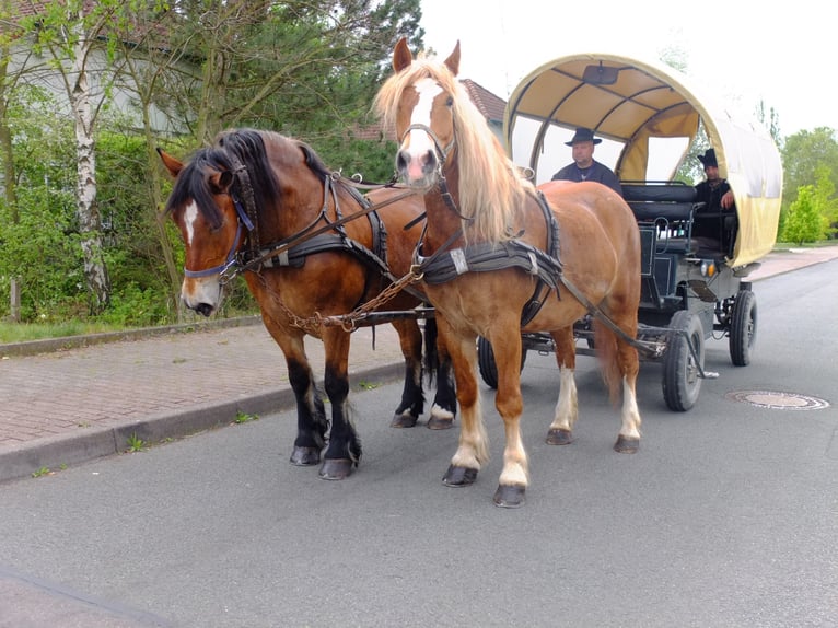 Pools warmbloed Mix Ruin 5 Jaar 158 cm Vos in Buttstädt