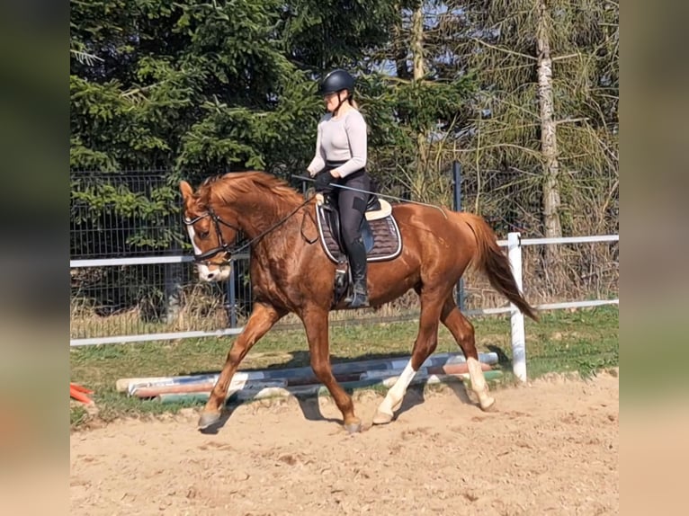 Pools warmbloed Ruin 5 Jaar 165 cm Vos in Forst