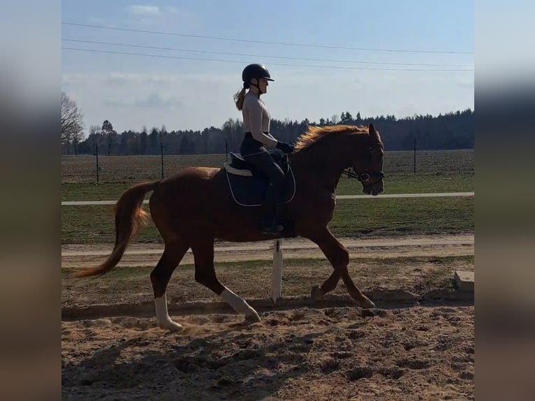Pools warmbloed Ruin 5 Jaar 165 cm Vos in Forst