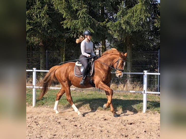 Pools warmbloed Ruin 5 Jaar 165 cm Vos in Forst