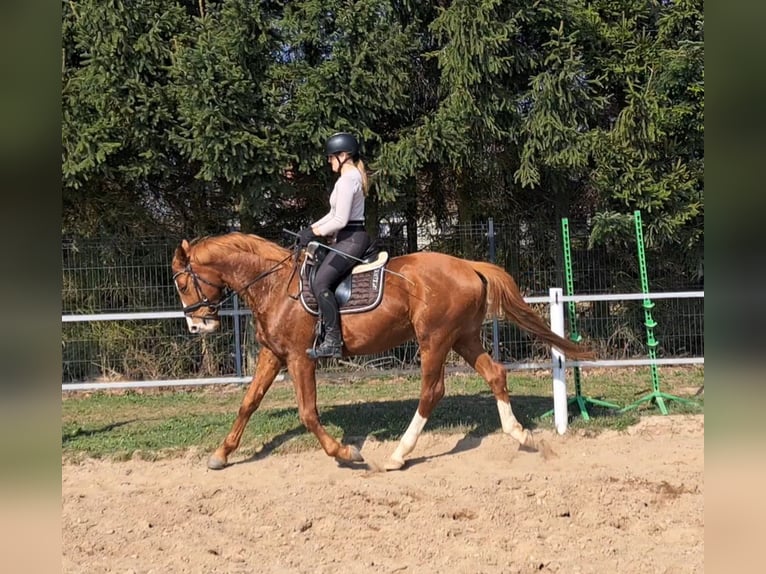Pools warmbloed Ruin 5 Jaar 165 cm Vos in Forst