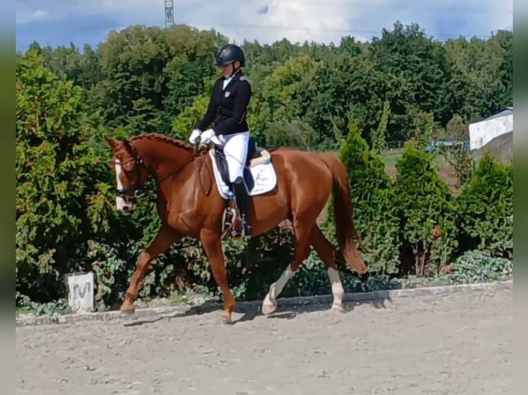 Pools warmbloed Ruin 5 Jaar 165 cm Vos in Forst