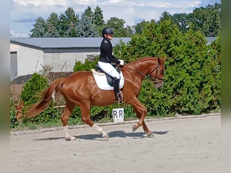Pools warmbloed Ruin 5 Jaar 165 cm Vos in Forst