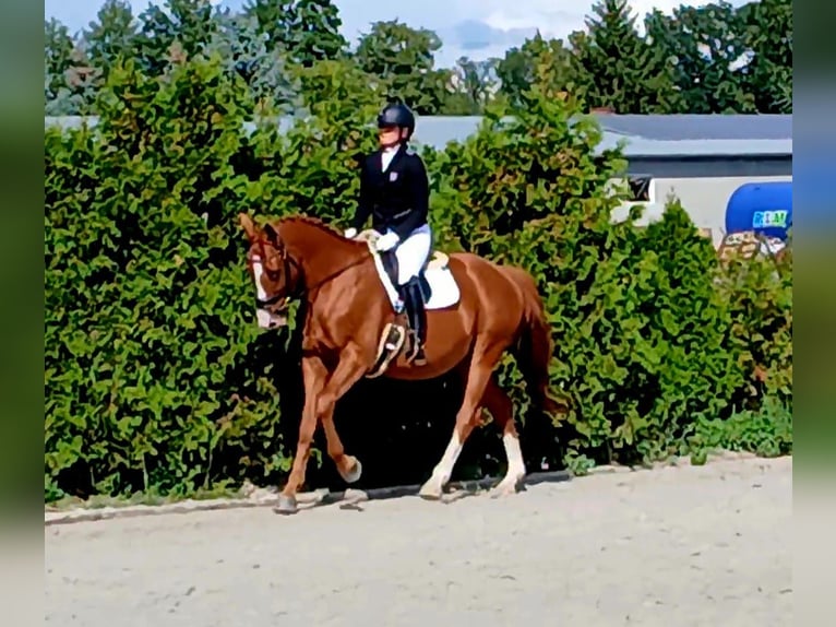 Pools warmbloed Ruin 5 Jaar 165 cm Vos in Forst