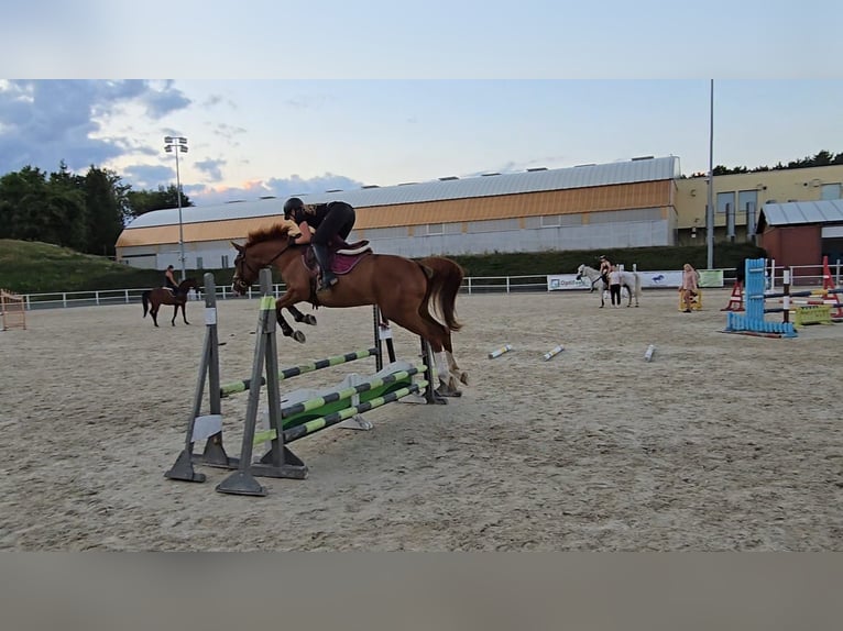 Pools warmbloed Ruin 5 Jaar 165 cm Vos in Forst