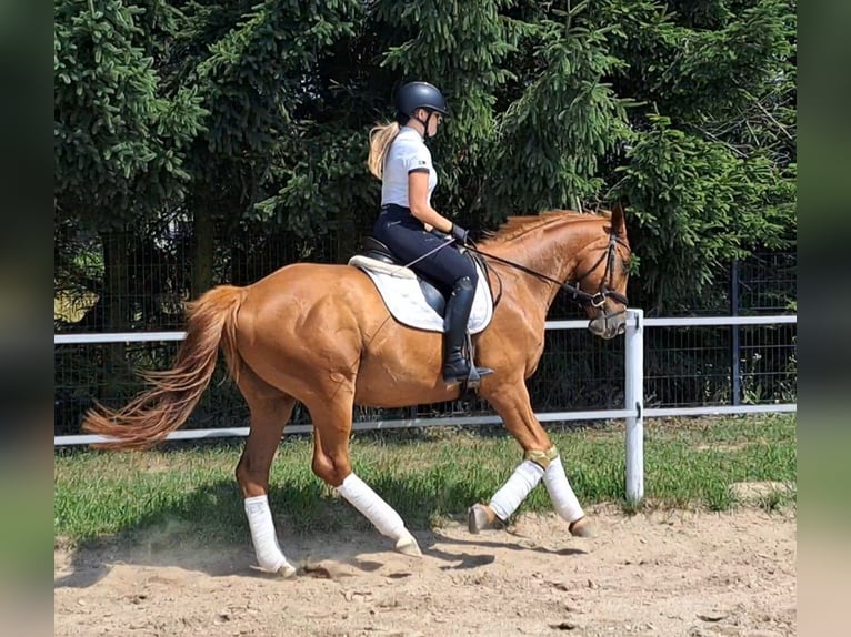 Pools warmbloed Ruin 5 Jaar 165 cm Vos in Forst