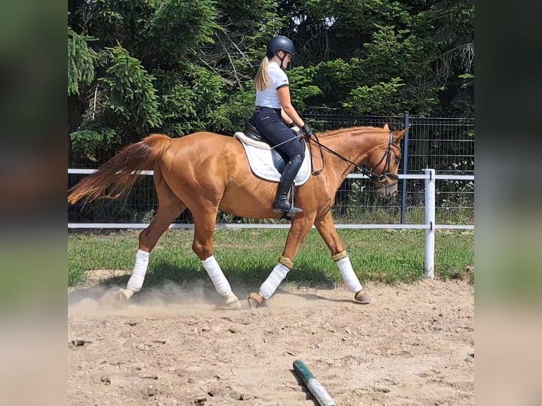 Pools warmbloed Ruin 5 Jaar 165 cm Vos in Forst