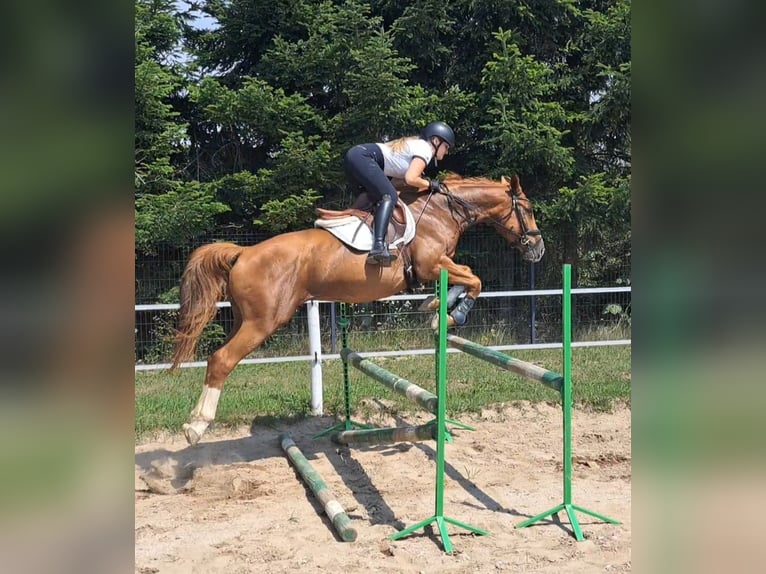 Pools warmbloed Ruin 5 Jaar 165 cm Vos in Forst