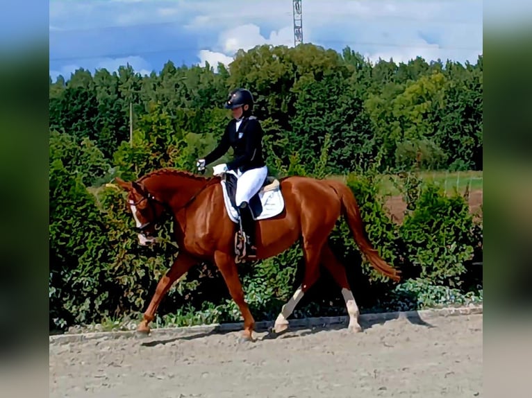 Pools warmbloed Ruin 5 Jaar 165 cm Vos in Forst
