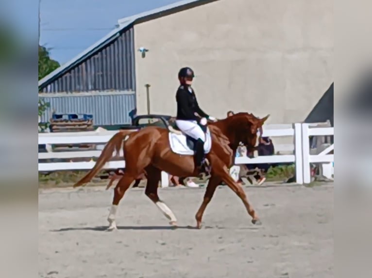 Pools warmbloed Ruin 5 Jaar 165 cm Vos in Forst