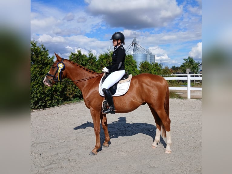 Pools warmbloed Ruin 5 Jaar 165 cm Vos in Forst
