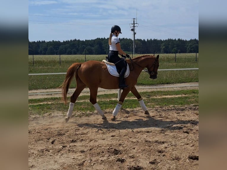 Pools warmbloed Ruin 5 Jaar 165 cm Vos in Forst