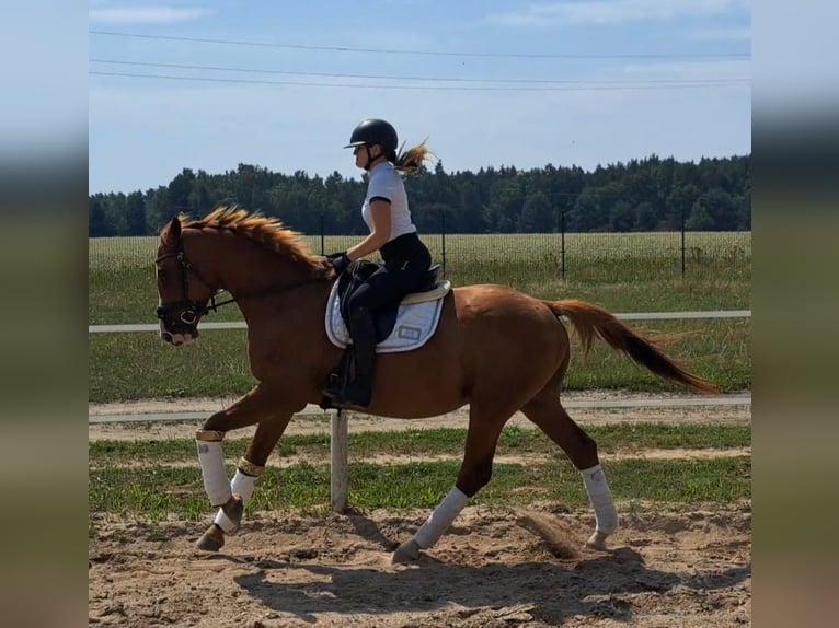 Pools warmbloed Ruin 5 Jaar 165 cm Vos in Forst
