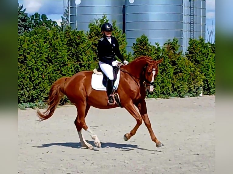 Pools warmbloed Ruin 5 Jaar 165 cm Vos in Forst