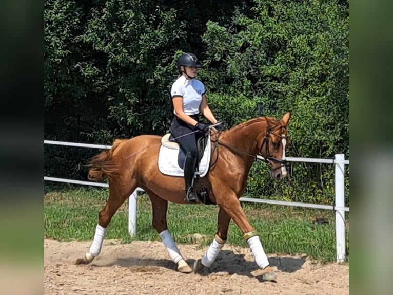 Pools warmbloed Ruin 5 Jaar 165 cm Vos in Forst