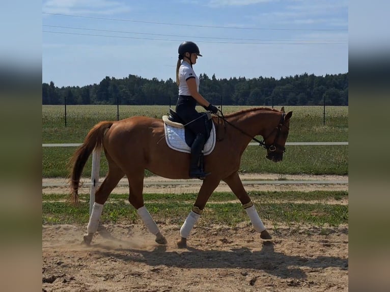 Pools warmbloed Ruin 5 Jaar 165 cm Vos in Forst