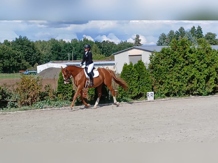 Pools warmbloed Ruin 5 Jaar 165 cm Vos in Forst