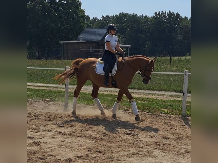 Pools warmbloed Ruin 5 Jaar 165 cm Vos in Forst