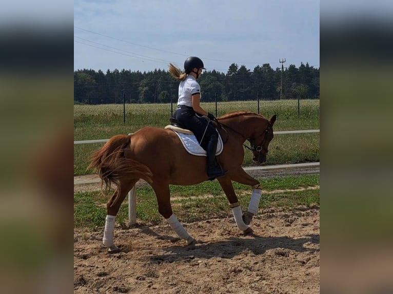 Pools warmbloed Ruin 5 Jaar 165 cm Vos in Forst