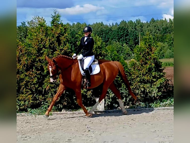 Pools warmbloed Ruin 5 Jaar 165 cm Vos in Forst