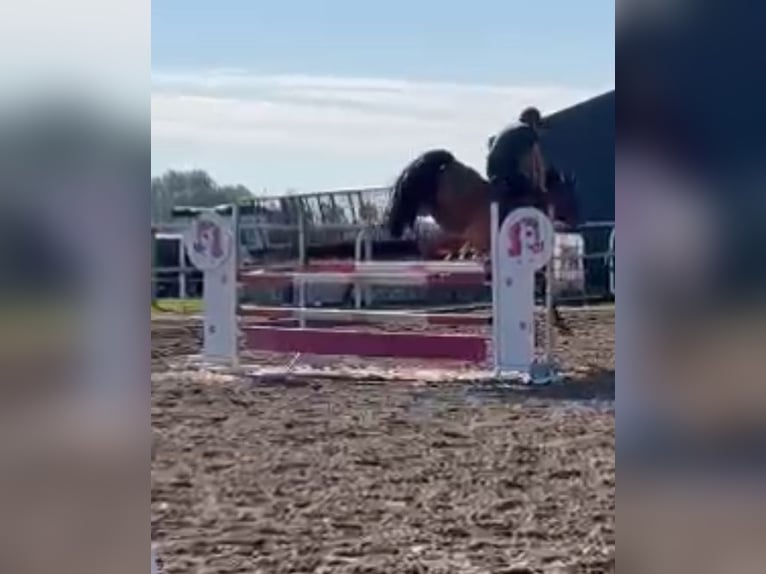 Pools warmbloed Ruin 6 Jaar 168 cm Bruin in Papenhagen