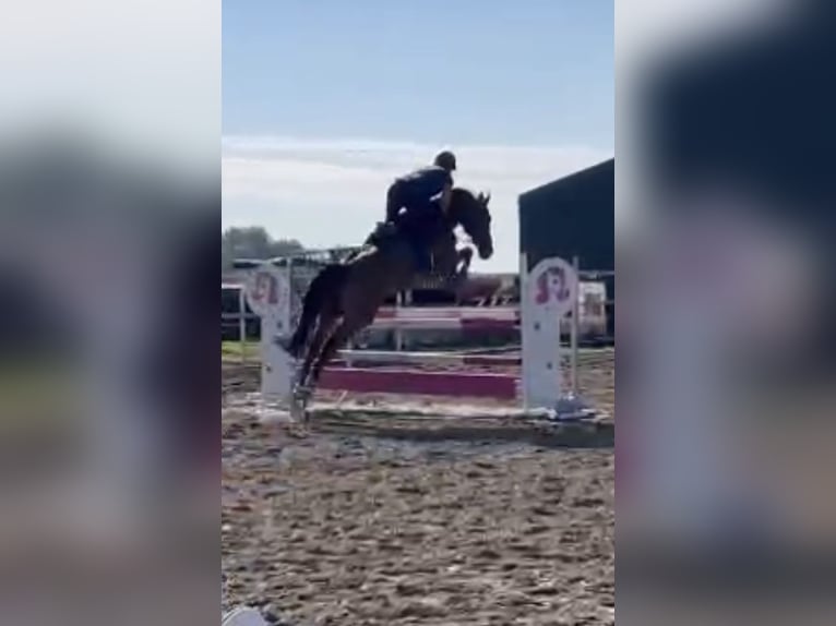 Pools warmbloed Ruin 6 Jaar 168 cm Bruin in Papenhagen