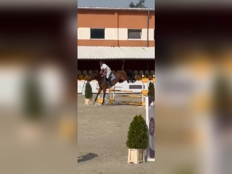 Pools warmbloed Ruin 6 Jaar 168 cm Bruin in Papenhagen