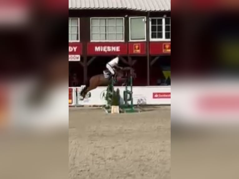 Pools warmbloed Ruin 6 Jaar 168 cm Bruin in Papenhagen