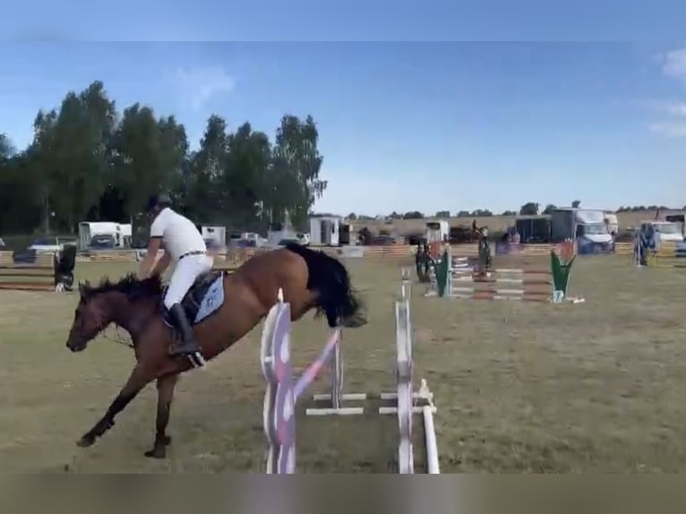 Pools warmbloed Ruin 6 Jaar 168 cm Bruin in Papenhagen