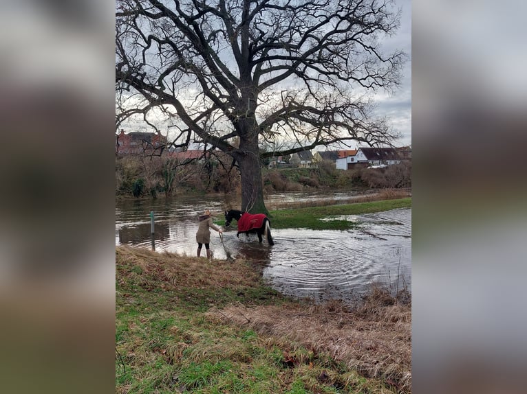 Pools warmbloed Mix Ruin 6 Jaar 178 cm Gevlekt-paard in Hecklingen
